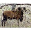 Image 1 : Two day Texas hunt for 2 hunters with choice of 1 ram each