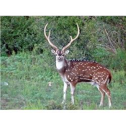 Texas Exotic hunt for two hunters for two exotics each ($4000 credit)