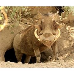 7 Day South African Safari for 2 Hunters, Including Trophy Fees