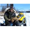 Image 8 : CAVNER & JULIAN: 6-Day Wolf and Small Game Fur Trapping Adventure for One Hunter and One Non-Hunter