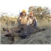 Image 2 : 3-day California Tule Cow Elk and Wild Boar Hunt for One Hunter
