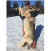 Image 3 : 5-day British Columbia Trapline Adventure for One Hunter
