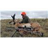 Image 2 : 3-day Wyoming Pronghorn Antelope Hunt for Two Hunters