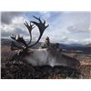 Image 2 : 11-day Yukon Trophy Moose or Mountain Caribou Hunt for One Hunter