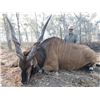 Image 1 : 13-day Cameroon Lord Derby Eland, Roan and West Savanna Buffalo Hunt for One Hunter and One Observer