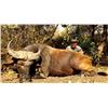 Image 2 : 13-day Cameroon Lord Derby Eland, Roan and West Savanna Buffalo Hunt for One Hunter and One Observer
