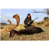 Image 2 : 12-Day Spain Hunt for Beceite Ibex, Pyrenean Chamois, Fallow Deer and Iberian Red Deer for One Hunte