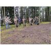 Image 2 : 4-day/3-night Colorado Elk hunt up to 379 SCI and Trout Fishing for One Hunter and One Observer
