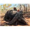 Image 2 : 6-day Australian Water Buffalo (x6 management) Hunt for One Hunter and One Observer
