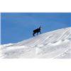 Image 1 : 5-day Italy European Roe Deer and Chamois Hunt for Two Hunters