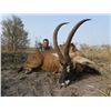 Image 2 : 7-day Cameroon Central Savanna Buffalo or Roan Hunt for One Hunter and One Observer