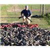 Image 2 : 5-day Argentina Dove and Pigeon Hunt for Eight Hunters