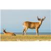 Image 2 : 4-day Anticosti White-Tailed Deer Hunt for Two Hunters