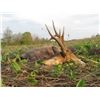 Image 2 : 5-day European Roe Deer Hunt and Site Seeing Trip in Serbia for One Hunter and One Observer