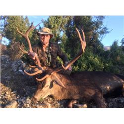 5-day Spain Choice of Red Deer, Iberian Mouflon or Fallow Deer Hunt for One Hunter and One Observer