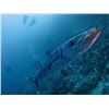 Image 1 : 5-day All Inclusive Fishing and Diving Package for Six Anglers on a Private Island in Belize