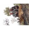 Image 2 : 6-day Cameroon Plains Game Safari for One Hunter and One Observer