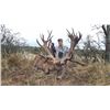 Image 1 : 7-day Argentina Red Deer, Blackbuck, Multihorn Sheep and Boar Hunt for Four Hunters
