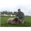 Image 2 : 7-day Argentina Big Game Hunt for Two Hunters