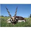 Image 2 : 4-day/5-night Argentina Red Stag and Blackbuck Hunt for One Hunter and One Observer