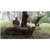 Image 2 : 5-day Austria Red Deer and Fallow Deer Hunt for One Hunter and One Observer