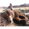 Image 1 : 9-day Alaska Coastal Brown Bear Hunt for One Hunter and One Observer