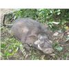 Image 2 : 13-day Central African Republic Hunt for One Hunter and One Observer