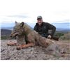 Image 2 : 5-day Macedonia Wolf Hunt for Five Hunters