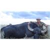 Image 2 : 6-Day/7-Night Argentina Big Game Hunt for Four Hunters