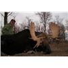 Image 2 : 9-day Alberta Whitetail Deer and Moose Hunt for One Hunter
