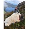 Image 2 : 7-day Alaska Mountain Goat Hunt for One Hunter