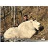 Image 2 : 10-day British Columbia Mountain Goat and Wolf Hunt for One Hunter