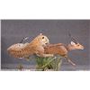 Image 1 : Taxidermy Work for a Life-Sized Leopard or Mountain Lion
