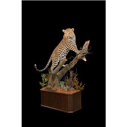 Custom Lifesize Leopard Mount