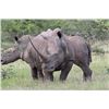 Image 2 : 18-day South Africa Rhino Vita-dart Safari for One Hunter and One Observer