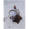 Image 1 : 9-Day Tajikistan Mid-Asian Ibex for One Hunter