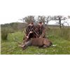 Image 1 : 5-day Ireland Free-Ranging Sika Deer and Multi-Horned Sheep Hunt for One Hunter and One Observer
