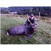 Image 2 : 5-day Ireland Free-Ranging Sika Deer and Multi-Horned Sheep Hunt for One Hunter and One Observer