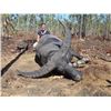 Image 1 : 5-day Australia Water Buffalo Cull, Wild Boar Hunt and Fishing for One Hunter and One Observer