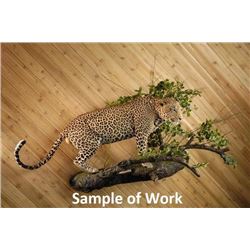 Custom Life-size Leopard Mount