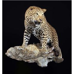 Life Size Leopard Mount