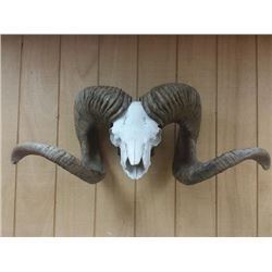 High Altai Argali Replica Horns