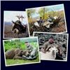 Image 1 : 18-Day All-inclusive Full Bag Alaskan Safari, Taxidermy Work and Original Art Work For One Hunter