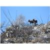 Image 2 : 5-day Mexico Desert Bighorn Sheep Hunt for One Hunter and One Observer