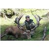 Image 1 : 5-day New Zealand Red Deer Hunt up to 390 SCI for One Hunter and One Observer