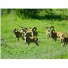 Image 2 : 5 Day/4 Night Texas Exotics Hunt for Two Hunters and Two Observers