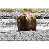 Image 1 : 12 day Alaska Kodiak Brown Bear Hunt for One Hunter