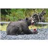 Image 2 : 12 day Alaska Kodiak Brown Bear Hunt for One Hunter