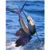 Image 3 : CASA VIEJA LODGE 3 Day/4 Night Guatemala Fishing Trip for Sailfish, Marlin, Yellowfin Tuna, Mahi Mah
