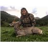 Image 1 : HUNT TRIP SPAIN 4-Day Hunt for Roe Deer for 1 hunter and 1 Observer in Spain